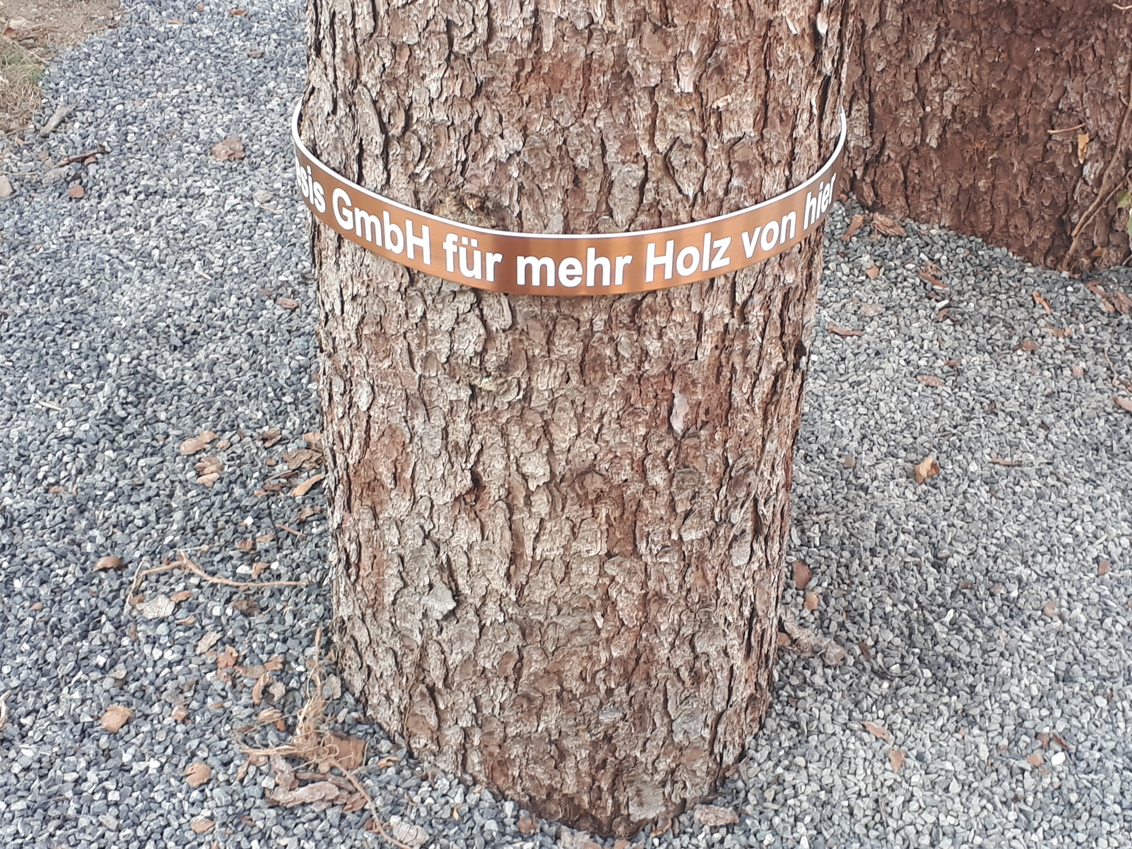 Die Botschaft auf dem Stamm wirbt für mehr Holz aus der Region.