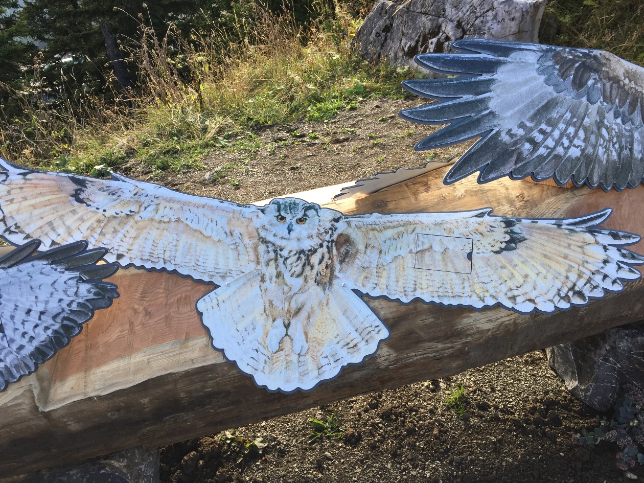 Tierwelten Greifvögel