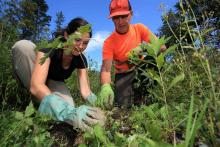 Etwas tun für Natur und Klima: zum Beispiel invasive Pflanzen ausreissen und einheimische Bäume pflanzen. Foto: Klimafonds Krobath