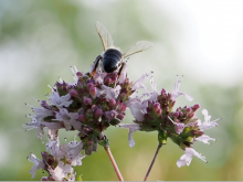 Ordensschwester, Landwirtin, Jungimker: Die Videos zeigen die Wichtigkeit der Bienen und die Begeisterung der Menschen für die Bestäuber. 