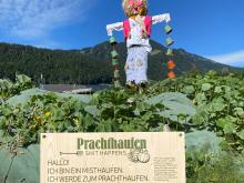Von Kindern gebaute Vogelscheuchen dienen auf den Misthaufen als Blickfang und Schilder weisen auf das Projekt hin.